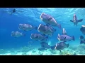 Download Lagu Sipadan Island The Dive Mecca