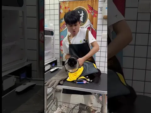 This cat traumatized me #cat #funny #pets #cute #cutecat #satisfying #viral #shorts