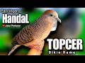 Download Lagu PERKUTUT LOKAL GACOR suara besar - PANGGILAN BUNYI BURUNG PERKUTUT (RESPON CEPAT) 💯%LANGSUNG NYAUT