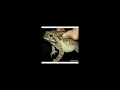 suara katak