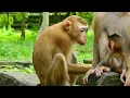 Download Lagu New female monkey convinces Rainbow to accept her love, New abandoned Luna talks to be her daughter