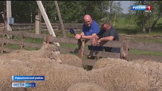 Омская область стала лидером по объемам производства овечьей шерсти