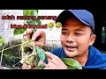  dapet sarang burung yang lagi viral. Malah isinya di luar nurul! Sarang remetuk laut
