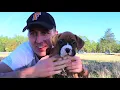 WE GOT A BOXER PUPPY - From 6 weeks to 6 months