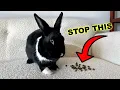 How do I stop my bunny from pooping EVERYWHERE
