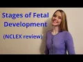 THE STAGES OF FETAL DEVELOPMENT NCLEX REVIEW