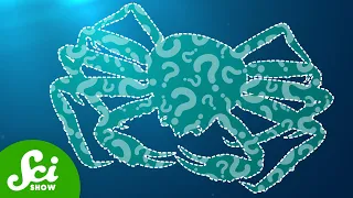 The Mysterious Disappearance of 10 Billion Alaskan Crabs