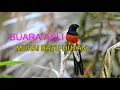 Download Lagu SUARA MURAI BATU ALAMI KARAKTER SUARA ASLI, ALAMI/HUTAN