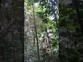 Download Lagu Seru seruan mikat burung kapas tembak