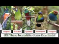 Download Lagu Learn 162 Costa Rica Birds in High Definition!  Filmed on two Spring 2022 tours.