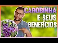 Download Lagu CAROBINHA OU CAROBA | Os benefícios para a saúde