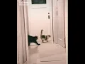 Download Lagu And his name is John Cena/part 1-cat version