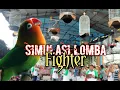 Download Lagu Simulasi lomba lovebird fighter 1 jam saja || biar burung tidak down saat di gantang