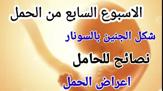 الاسبوع السابع من الحمل واعراض الحمل وشكل الجنين بالسونار ونصائح للحامل وتغذية الحامل الأسبوع 7 7 