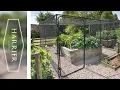 Harrier Fruit Cage s Keep your fruit veg PEST FREE