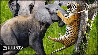 This Stupid Tiger attacked the Wrong Elephant... And Paid a Heavy Price!