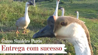 Entrega de um casal de Gansos Sinaleiro Pardo para o Sr. Nielson de Pedra - Pernambuco.