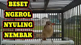 flamboyan gacor full beset nyuling ngerol nembak