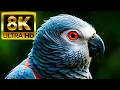 Download Lagu Bird of Paradise - 8k (60fps) Ultra HD - met ontspannende muziek (kleurrijk dynamisch)