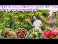 Download Lagu UPDATE SEMUA BUAH YANG ADA DI KEBUN || TERNYATA ADA CHERRY KUNING LIAR