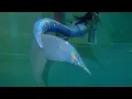 Download Lagu Mermaid extended tail realistic look