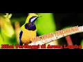 Download Lagu FENOMENAL‼️CUCAK CUNGKOK GACOR FULL TEMBAKAN NILAI TERTINGGI DI ARENA LOMBA