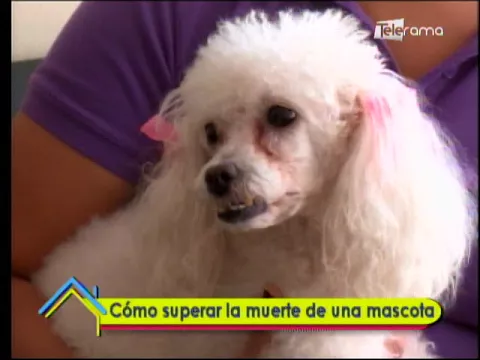 Cómo superar la muerte de una mascota