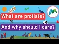 What are protists