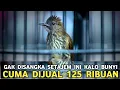 Download Lagu TAU GINI BELI DARI DULU  SEMEWAH INI KALO SUDAH GACOR !!! CUMA 125 RIBUAN DI PASAR BURUNG PRAMUKA