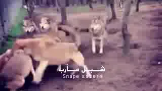 اشجع ذئب دندنها
