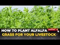How To Grow Alfalfa Grass For Rabbits Cows sheep and Goats Growing Lucerne Grass