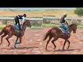 JASON DACOSTA MAFIA CHESTNUT IS A GOOD ONE CAYMANAS PARK EXERCISE TRACK 26