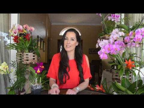 INTRODUCTION VIDEO, EVERYTHING ORCHIDS FOR BEGINNERS, ORCHID CARE