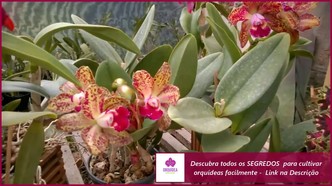 COMO FAZER ORQUIDEAS FLORIR CONFIRA UMA SUPER DICA DE FLORAÇÃO PARA SUAS ORQUIDEAS