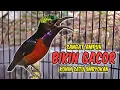Download Lagu KONIN GACOR FULL BONGKAR ISIAN ROLL TEMBAK INI, 98% COCOK BUAT PANCINGAN KOLIBRI NINJA AGAR BUNYI