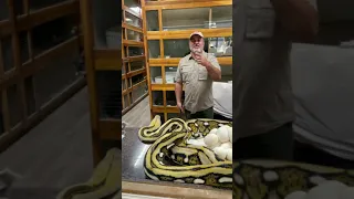 Giant Python Bit Me in the Face full on my channel