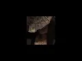 Download Lagu madcon — beggin [sped up] [nightcore]