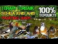 Lagu Terapi Masteran Burung Semua Jenis Anis Rangsang Bunyi