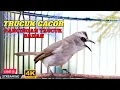 Download Lagu TRUCUKAN GACOR DI PAGI HARI SUARA PANCINGAN UNTUK BURUNG TRUCUKAN BAHAN
