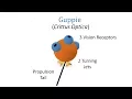 Episode 2 - Genetic Algorithms The Next Generation