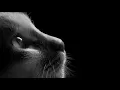 Download Lagu David Teie - Music for Cats