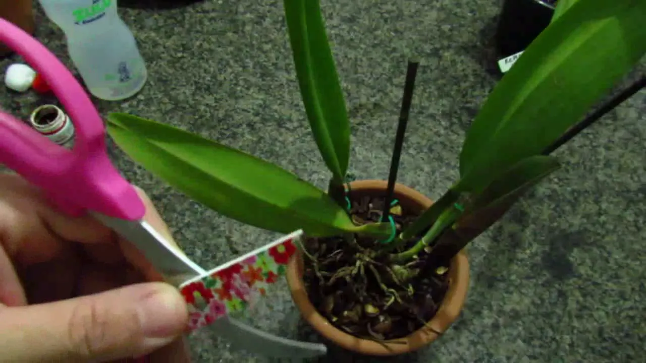 ISSO PODE MATAR SUA ORQUÍDEA