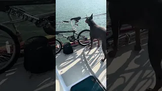 DOG vs SEAL !! lol #fyp #vlog #dream #pets #doberman #sailing