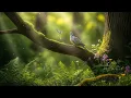 Download Lagu Dove Sound Ringtone | Red Ringtones