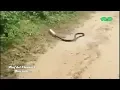 VIDEO LUCU ULAR COBRA KEJEBAK KEPALANYA DALAM KALENG #RDC