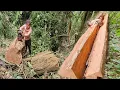 Download Lagu The girl uses a gasoline saw to cut the base of an ancient tree that is 100 years old for use