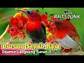 Download Lagu MP3.. Suara Pikat Burung sepah Raja. Ampuh Dan Cepat Respon..