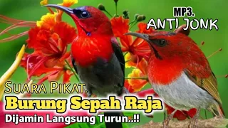 Download MP3.. Suara Pikat Burung sepah Raja. Ampuh Dan Cepat Respon.. MP3