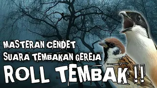 masteran cendet suara tembakan gereja roll tembak 