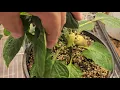 A Grow Room Update and How to Grow Veggies Indoors